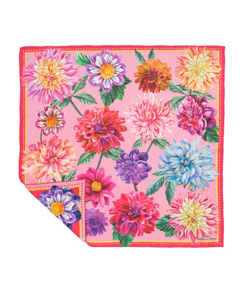 Echo Dahlias In Bloom In Multi