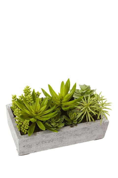 Succulent Garden with Concrete Planter  - Green