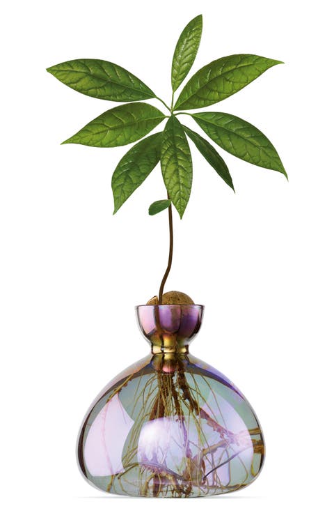 Glass Avocado Vase