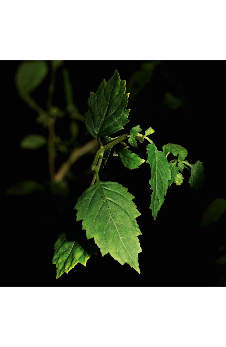 Tuxedo - Le Vestiaire des Parfums