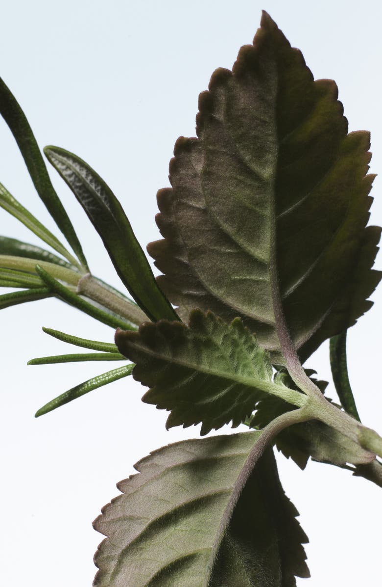 Dries Van Noten Voodoo Chile Refillable Eau de Parfum, Alternate, color,