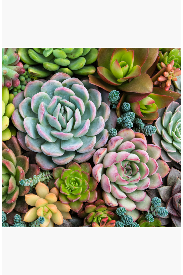 Sensitive Succulents Paint by Numbers Kit, Alternate, color, Greens / Pinks