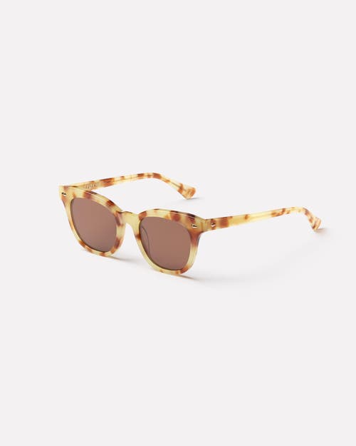 Epokhe Dylan Xs Sunglasses In Brown