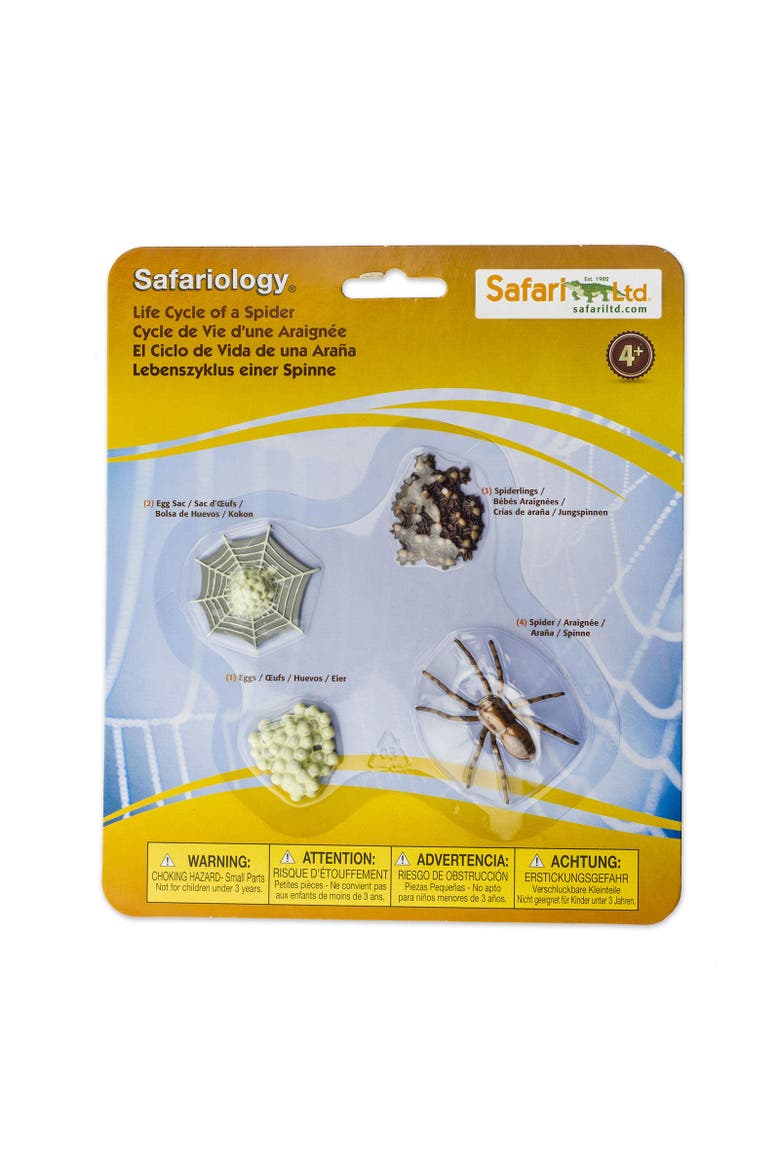 Life Cycle Of A Spider, Main, color, No Color