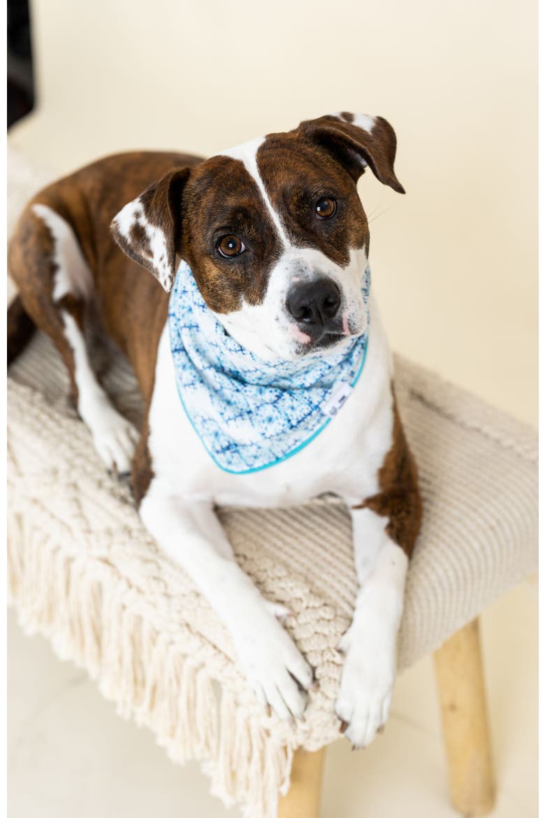 Koa Pet Bandana, Alternate, color, Koa