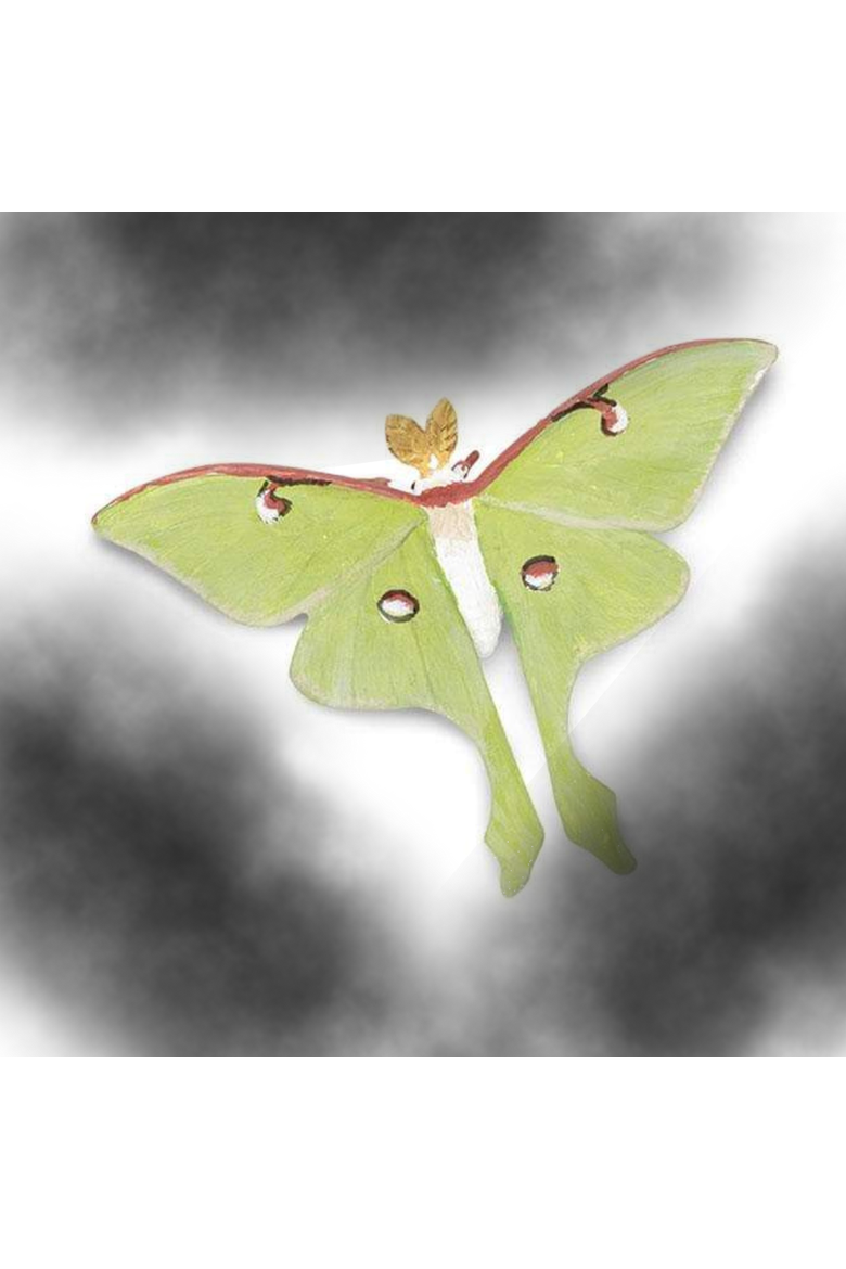 Life Cycle Of A Luna Moth, Alternate, color, No Color