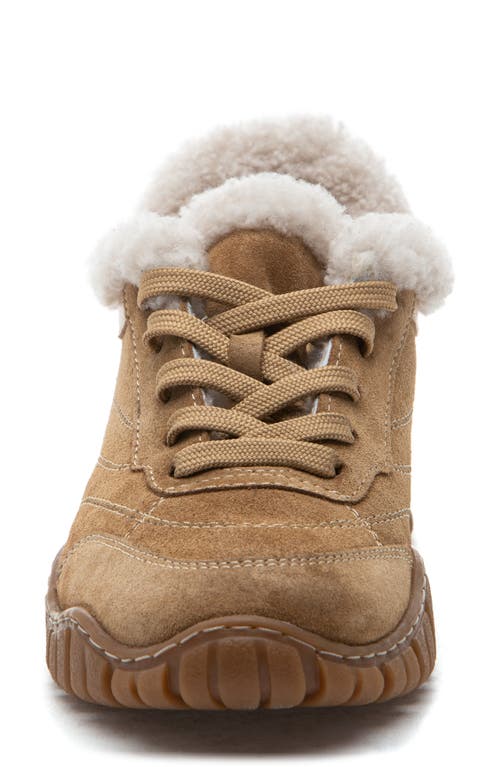 275 Central Qutie Genuine Shearling Lined Sneaker In Brown