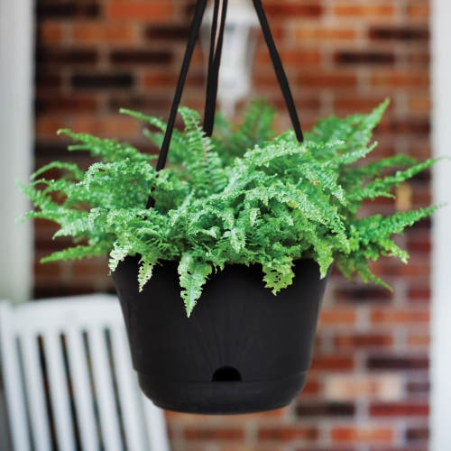 Bloem 13 Inch Lucca Self Watering Hanging Basket, Black In Black