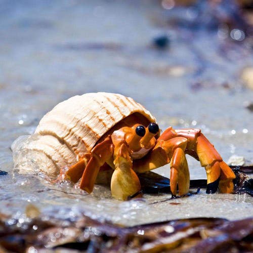 Shop Safari Ltd. Hermit Crab Toy