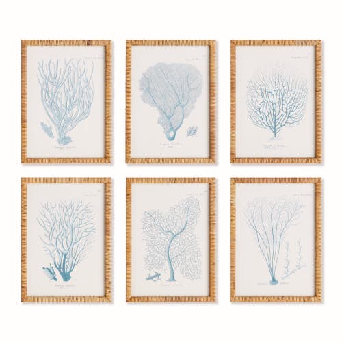 Napa Home & Garden 16"W x 1"D x 22"H Sea Fan And Coral Study In Blue Framed Wall Art Set of 6  product