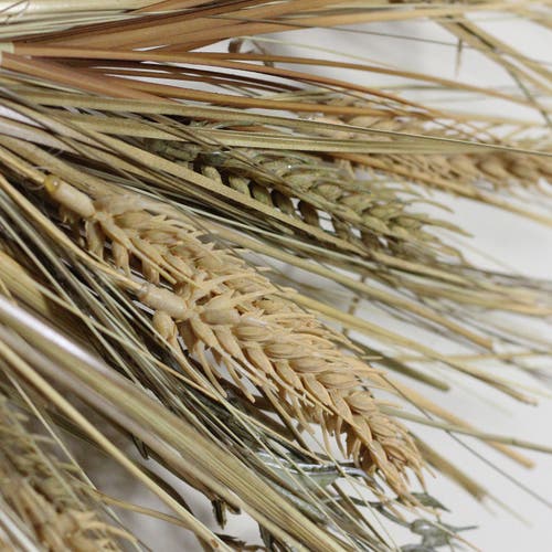 Northlight Wheat And Straw Artificial Fall Harvest Wreath In Brown