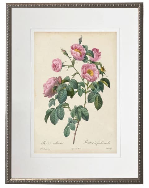 Vintage Pink Rose Print Matted In A Cream Mat In A Beaded Pewter Frame Sized