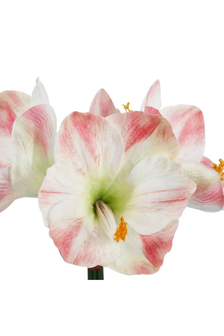 24" White & Pink Amaryllis Bulb in Round Pot, Alternate, color, White & Pink