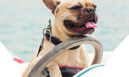 Commando Print Thong In Photo Op Frenchie