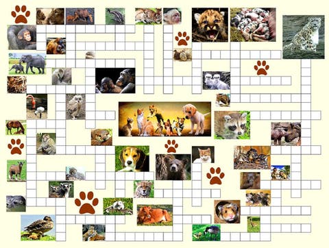 Animal Nursery 500 piece Jigsaw Puzzle for Adults Puzzle Combo