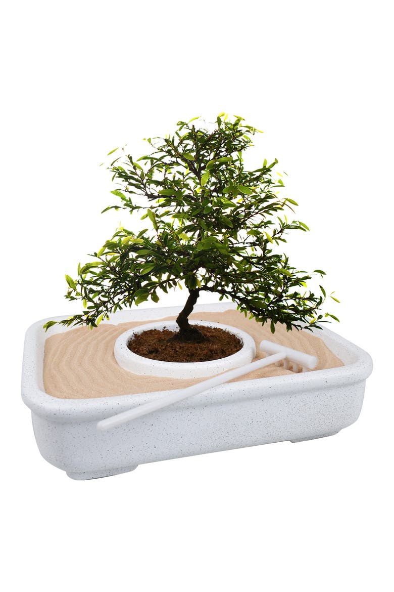 The Art of Bonsai Grow Kit, Alternate, color, NO COLOR