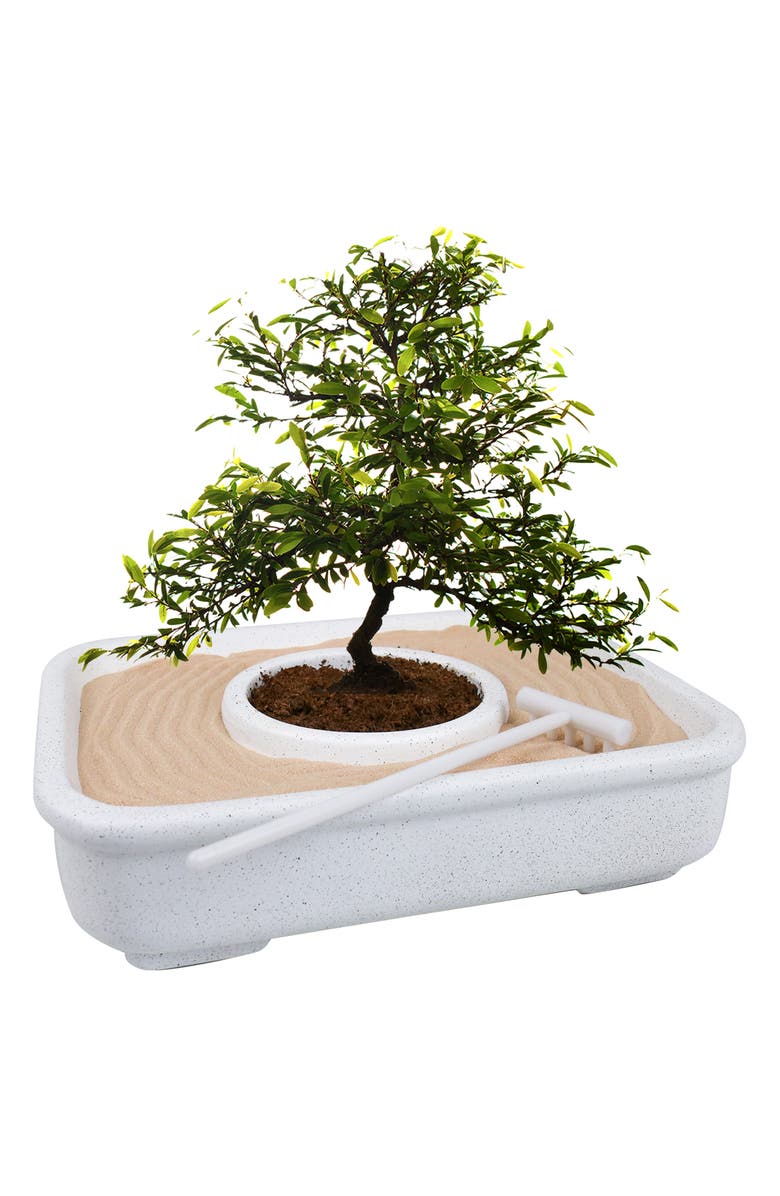 GIFT REPUBLIC The Art of Bonsai Grow Kit, Alternate, color, 