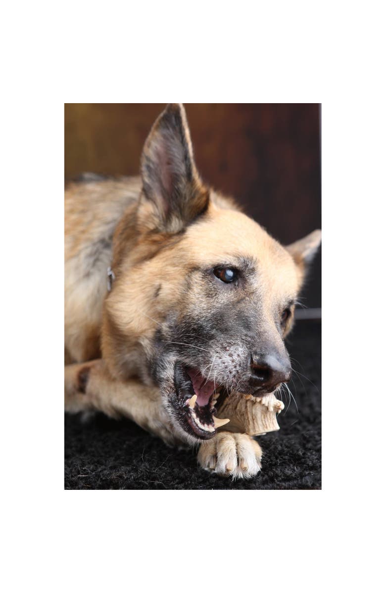 Scout & Zoe's Elk Antler Canine Cookies, Dog Chews, Small Breed Light Chewers, Alternate, color, Multicolored