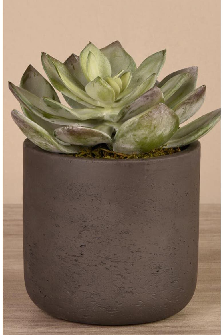 Desert Dudleya Planter Decoration, Alternate, color, GREEN
