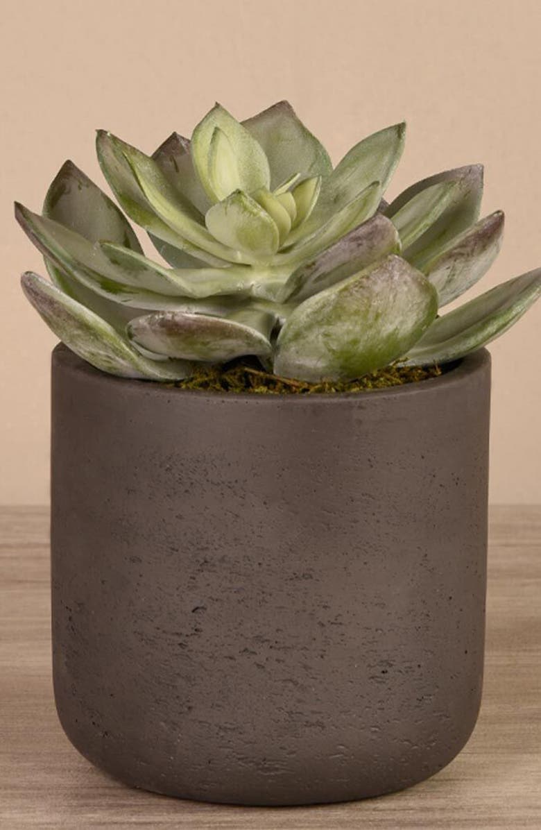 Bloomr Desert Dudleya Planter Decoration, Alternate, color,