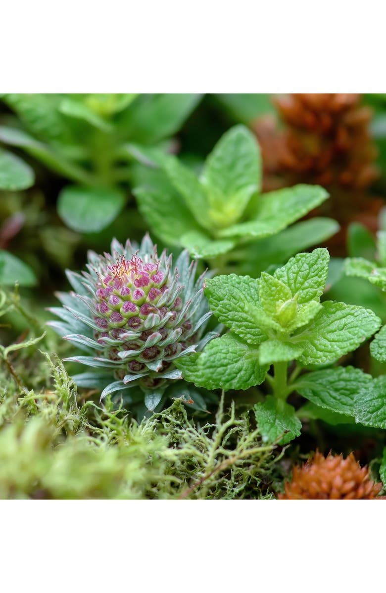 House of Sillage Whispers of Victory Parfum, Alternate, color,