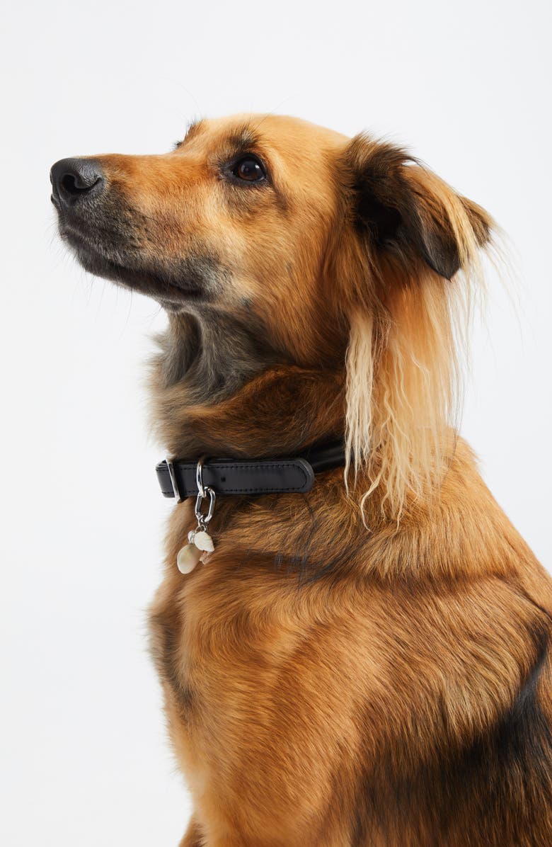 ossa Pet Collar Charm, Alternate, color, Seashell