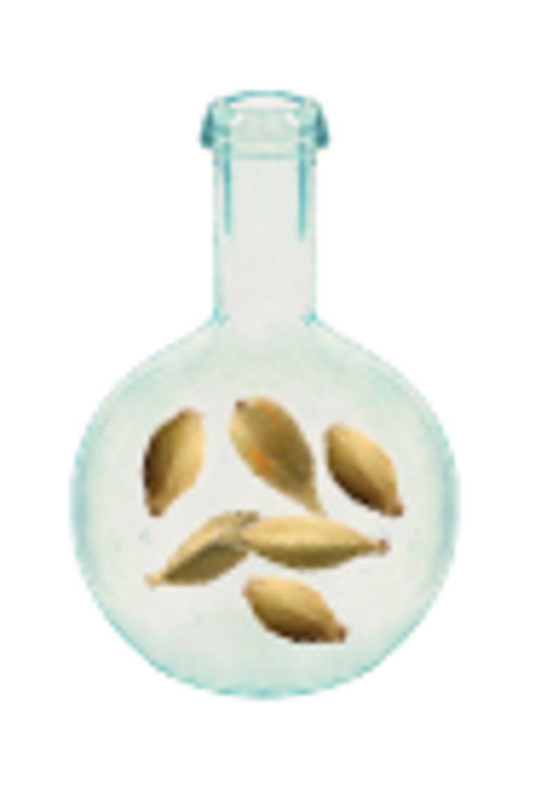 Sândalo & Cardamomo Eau de Cologne, Alternate, color, Clear