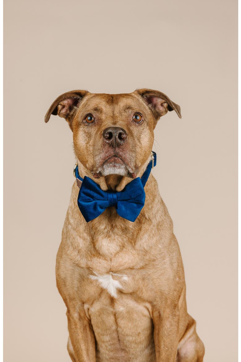 Channing Bow Tie, Alternate, color, Channing