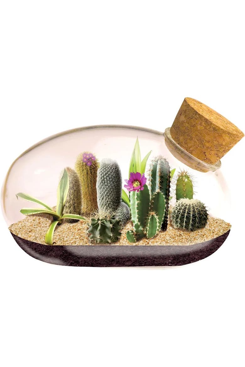 Mini Office Cactus Glass Terrarium Starter Kit with Complete Supplies - The Desert Mouse Tiny Garden, Main, color, None