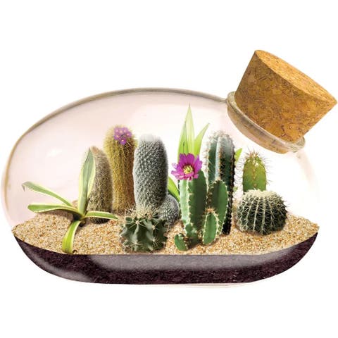 Mini Office Cactus Glass Terrarium Starter Kit with Complete Supplies - The Desert Mouse Tiny Garden