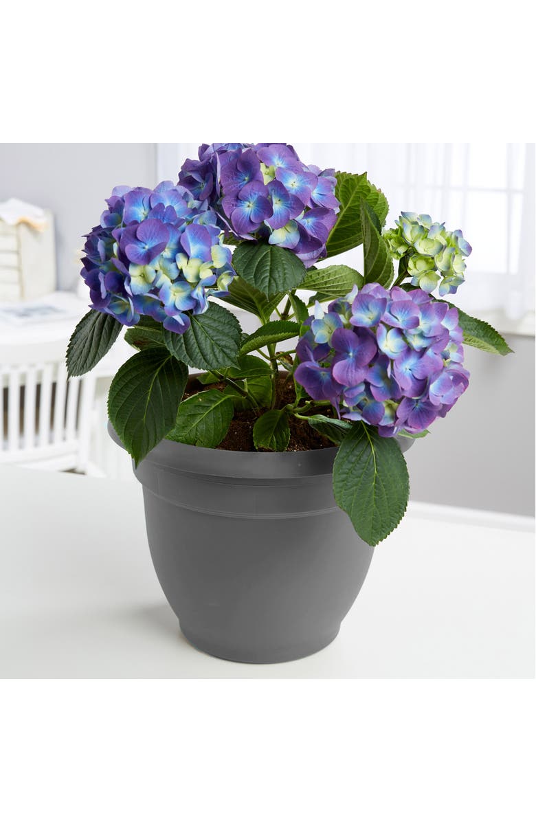 Bloem Ariana Self Watering Planter 16 Inch, Charcoal Gray, Alternate, color, Gray