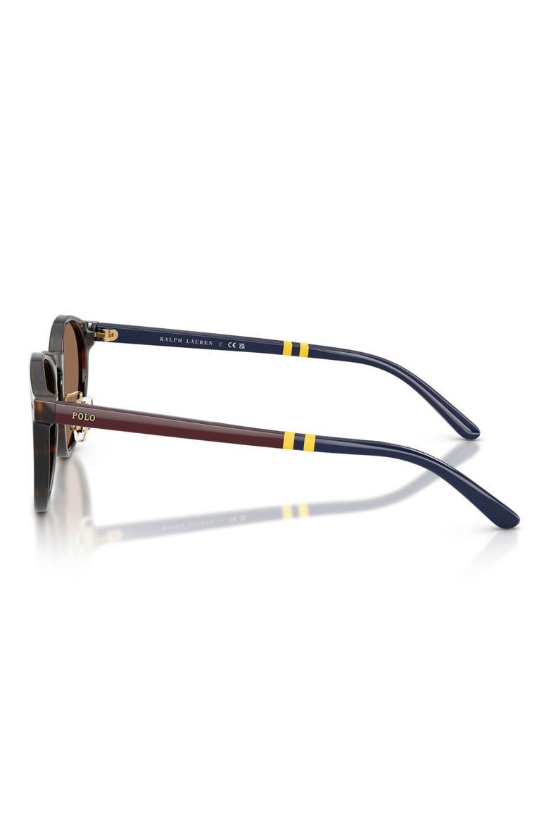 50mm Round Sunglasses, Alternate, color, SHINY DARK HAVANA / BROWN