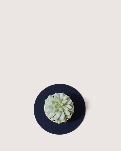 GRAF & LANTZ GRAF LANTZ MERINO WOOL 10" ROUND TRIVET