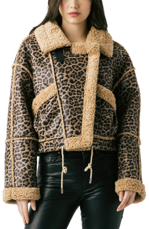 Blanknyc Bonded Leopard Print Faux Shearling Moto Jacket In Brown