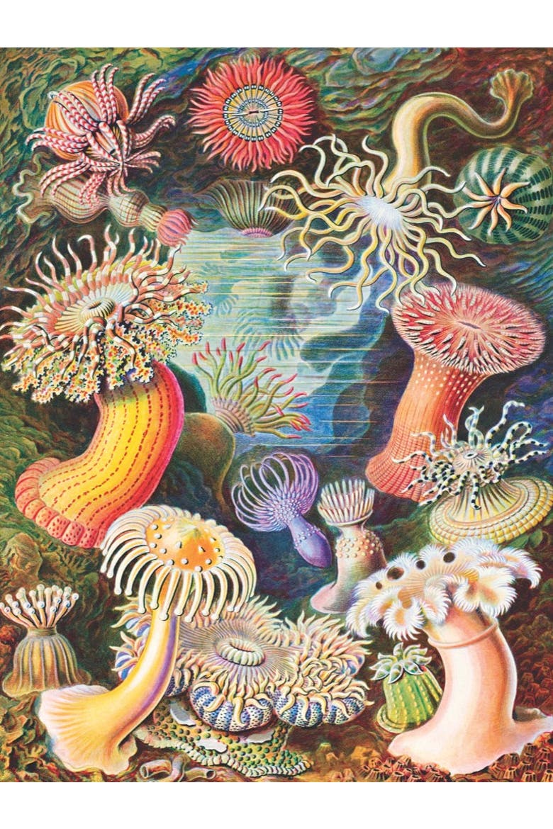Sea Anemones 1000 Piece Puzzle, Alternate, color, No Color