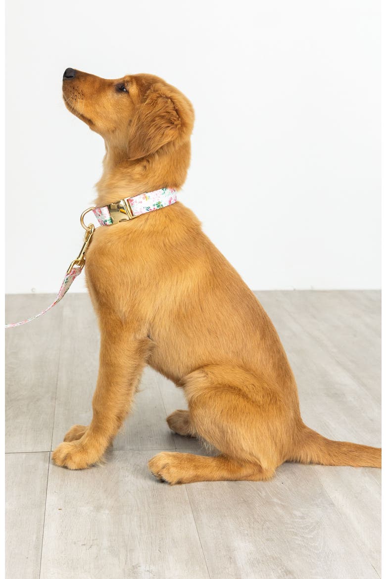 Isabella Dog Collar, Alternate, color, Isabella