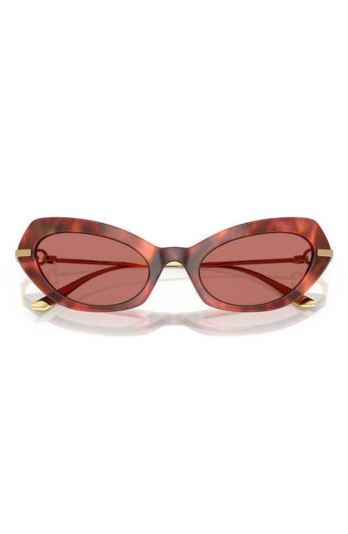 Dolce & Gabbana Dolce&gabbana 52mm Butterfly Sunglasses In Brown Havana