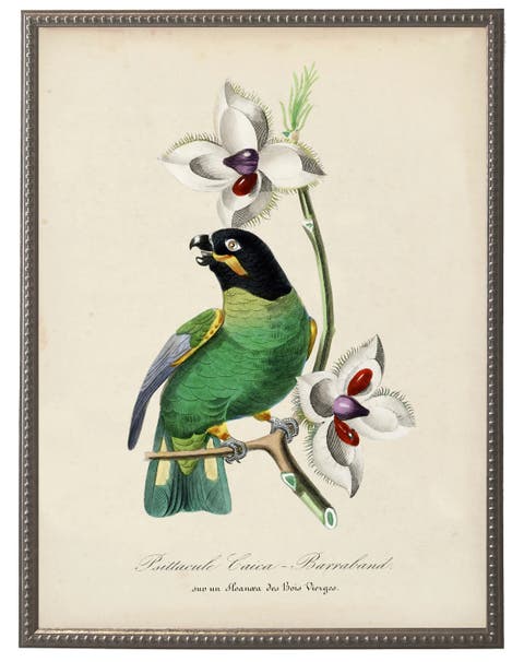 Vintage Parakeet And Flower Print On A Distressed Background In Frame