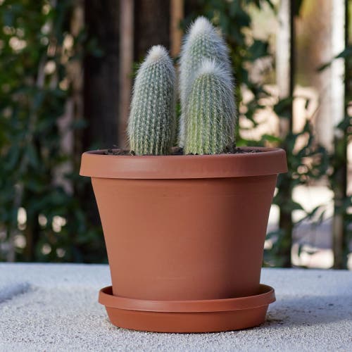 Bloem 12 Inch Terra Pot Planter, Terra Cotta In Brown