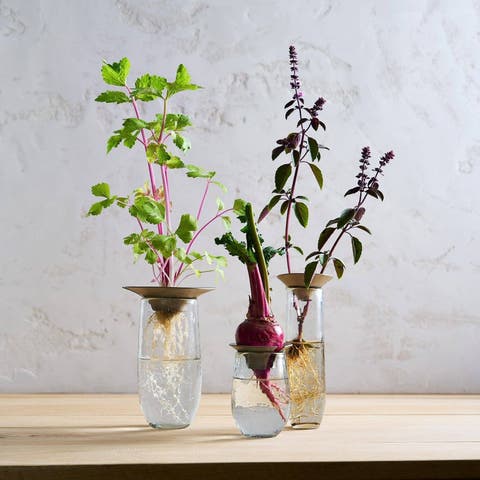 Floral Propogate Assorted - Set of 3