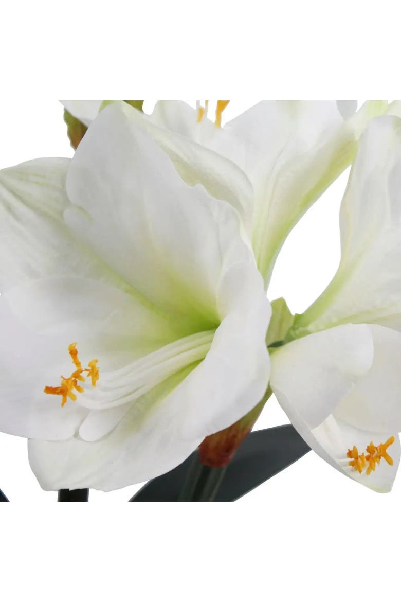 24" White Amaryllis Arrangement in Pot, Alternate, color, White