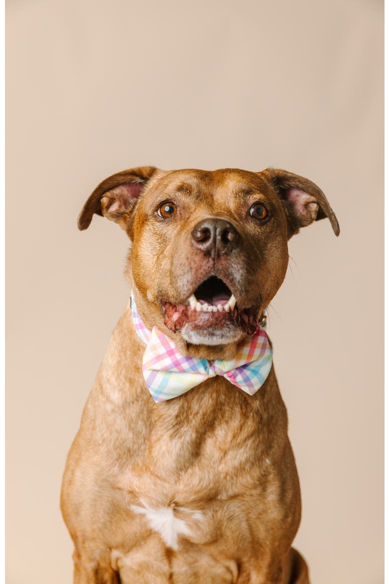Minka Bow Tie, Alternate, color, Minka