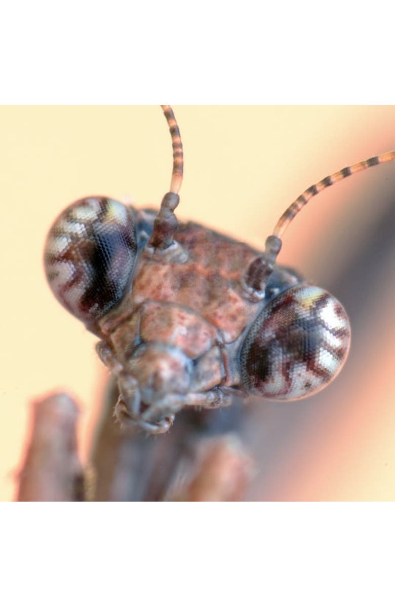 VULIWEAR ReVamp Polarized Sunglasses, Alternate, color, Shaba