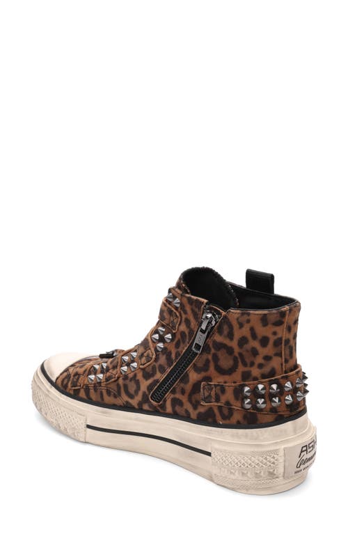 Ash Rainbow Studs High Top Platform Sneaker In Brown