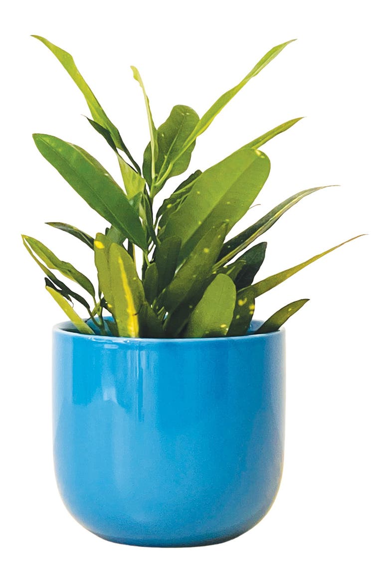 The Mug Small Glossy Ceramic Plant Pot, Main, color, BLUE