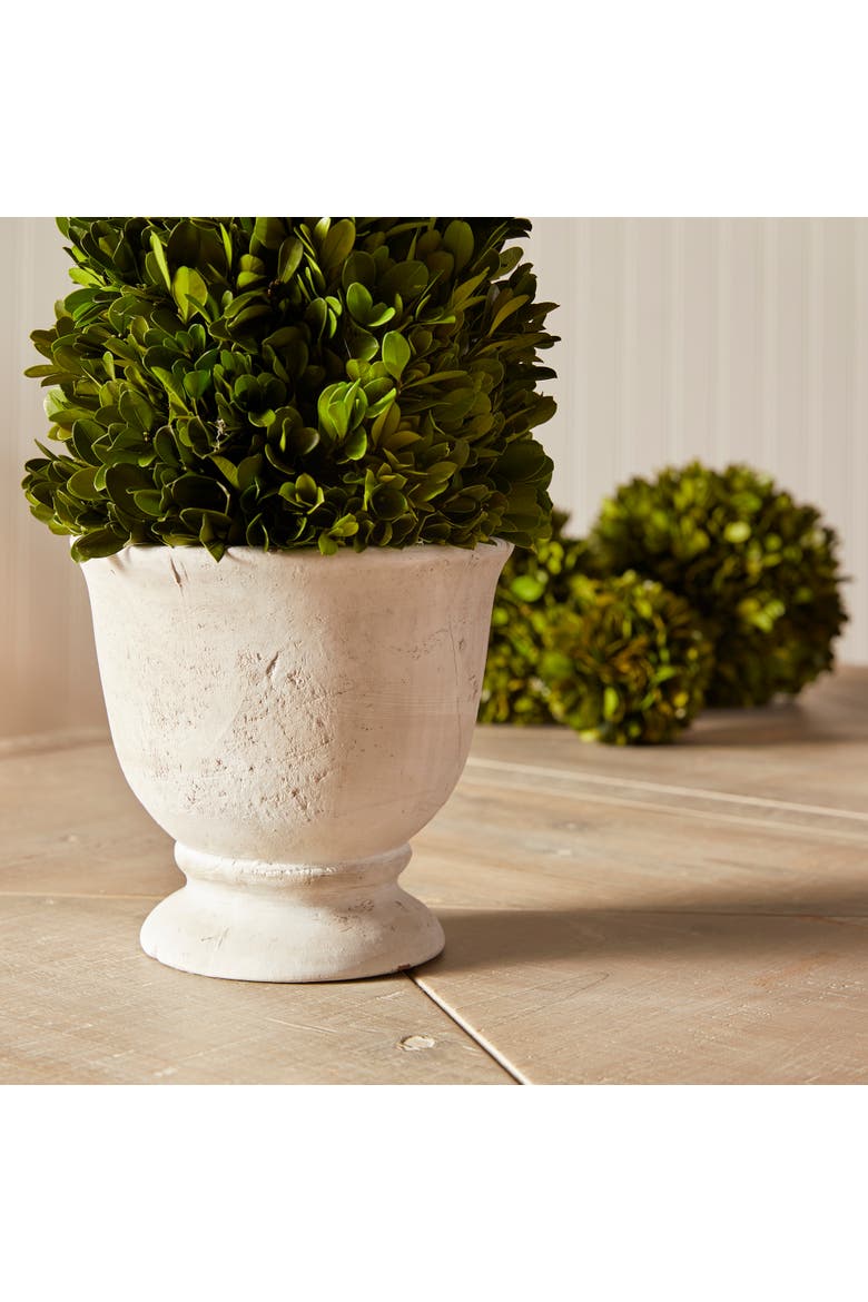 Boxwood Cone Topiary In Pot, Alternate, color, Green