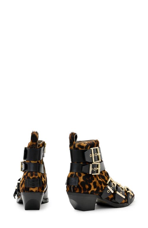 Allsaints Jane Buckle Bootie In Leopard Brown/black Calf Hair