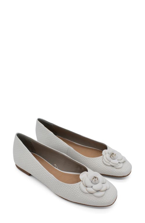 Bottero Botsamya Ballet Flat In Gray