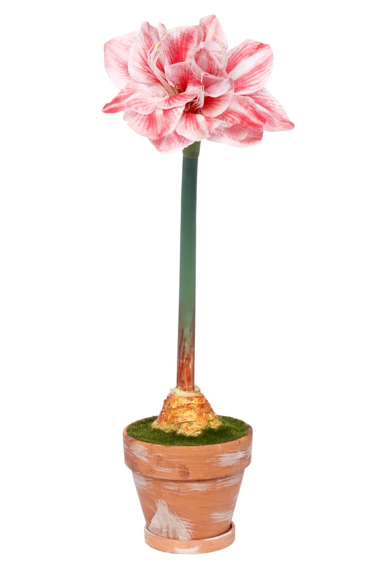 Potted Amaryllis Flower, Set of 2, Main, color, Red