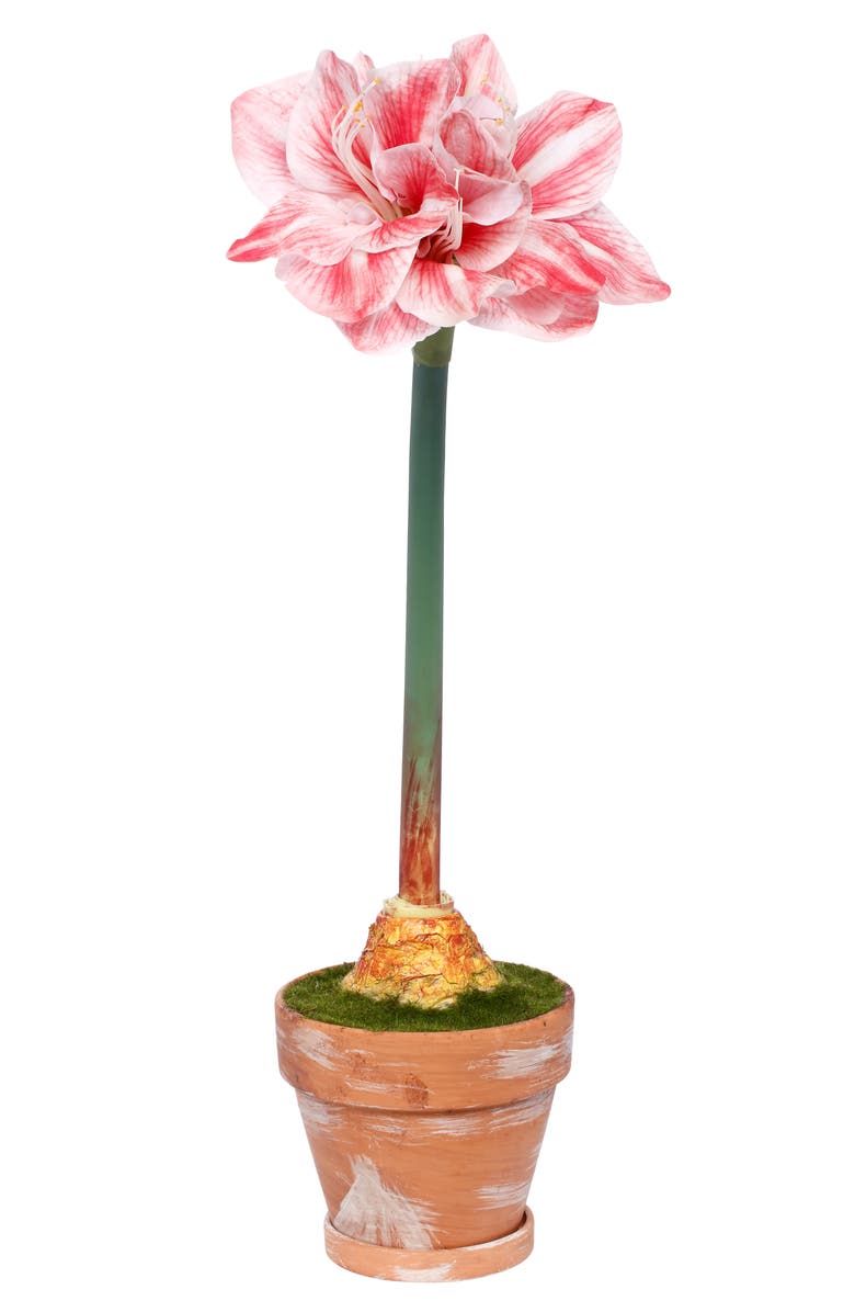 Mark Roberts Potted Amaryllis Flower, Set of 2, Main, color, Red